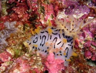 Colores bajo el agua 